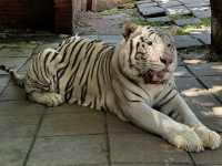 Fun day at Hua Hin Safari Park 
