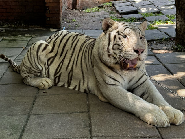 Fun day at Hua Hin Safari Park 