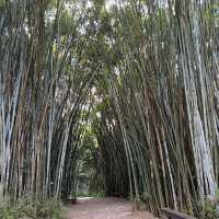 桂河碧道：綠油油的自然🌿🌊