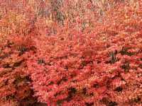 吞山觀音寺-紅葉融入觀音寺內，構成一幅美麗的畫卷