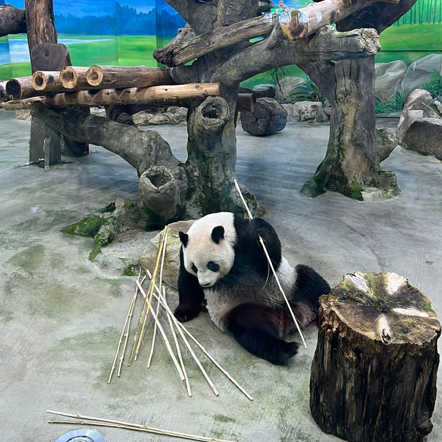 【台北動物園】 台北市立動物園😎