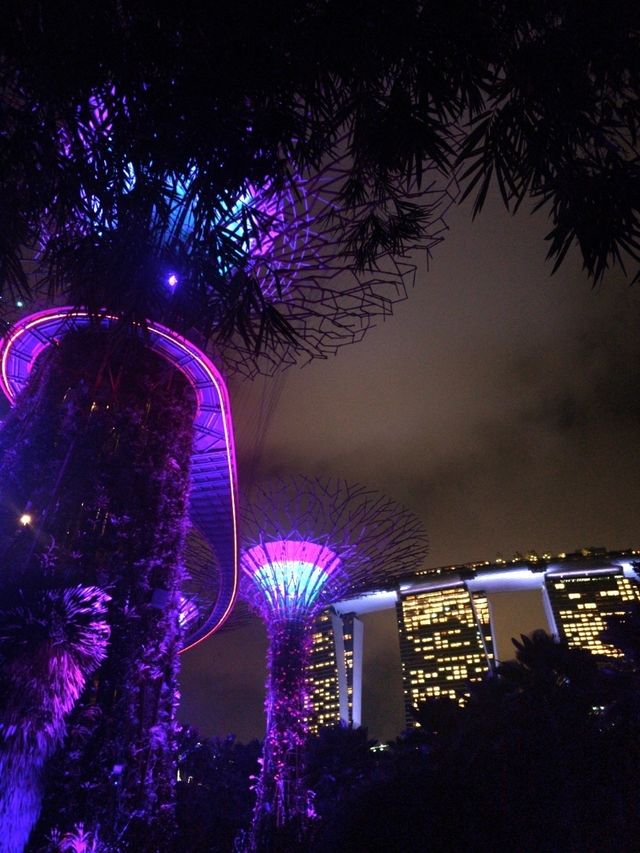 Gardens by the Bay: ชมแสงสียามค่ำคืน ✨️