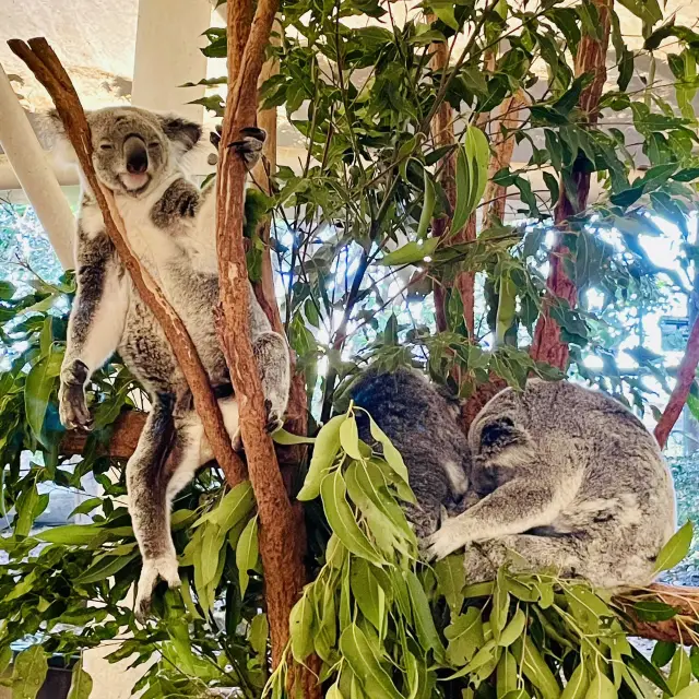 Lone Pine Koala Sanctuary: A Koala Paradise in Brisbane