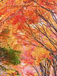 【長野】湖畔に広がるもみじその数1万本🤩彩り豊かな紅葉スポット🍁訪問攻略付き