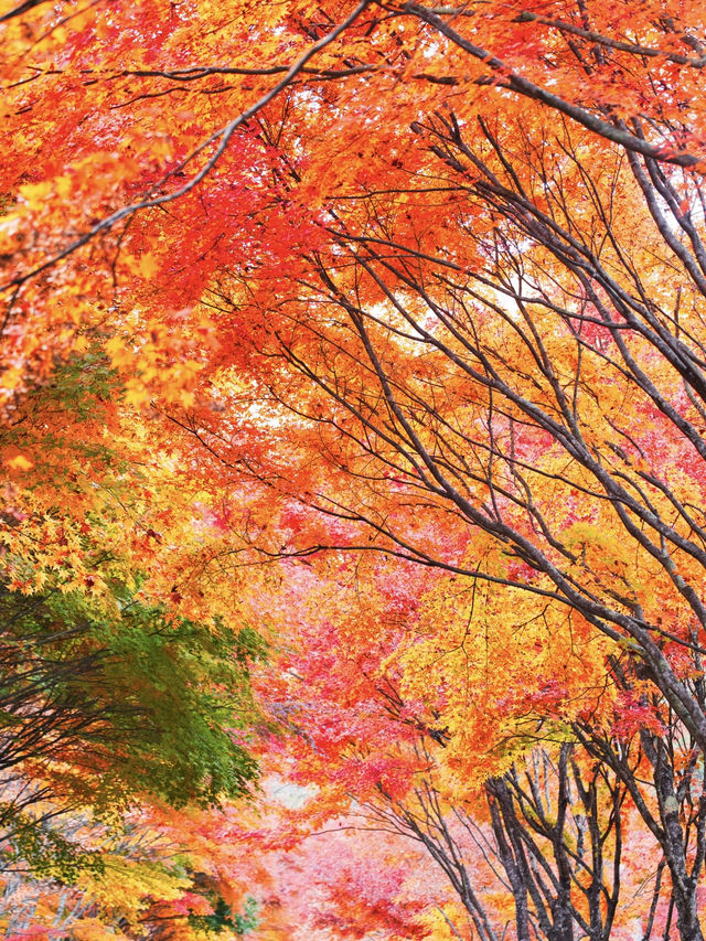 【長野】湖畔に広がるもみじその数1万本🤩彩り豊かな紅葉スポット🍁訪問攻略付き