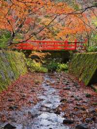 【ここ行って】本当は教えたくない🙅1230年の歴史あるお寺で見る穴場の紅葉🍁