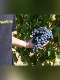 「11月酒店試睡員」- Biondi Santi葡萄園：紅酒之父Brunello Di Montalcino的葡萄園