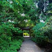 🌴大濠公園日本庭園⛳️如詩如畫🍁🌿
