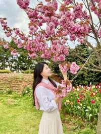 튤립맛집에서 만난 퐁실퐁실 겹벚꽃🌷