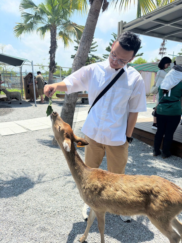 《星夢森林》：近距離與動物的互動體驗