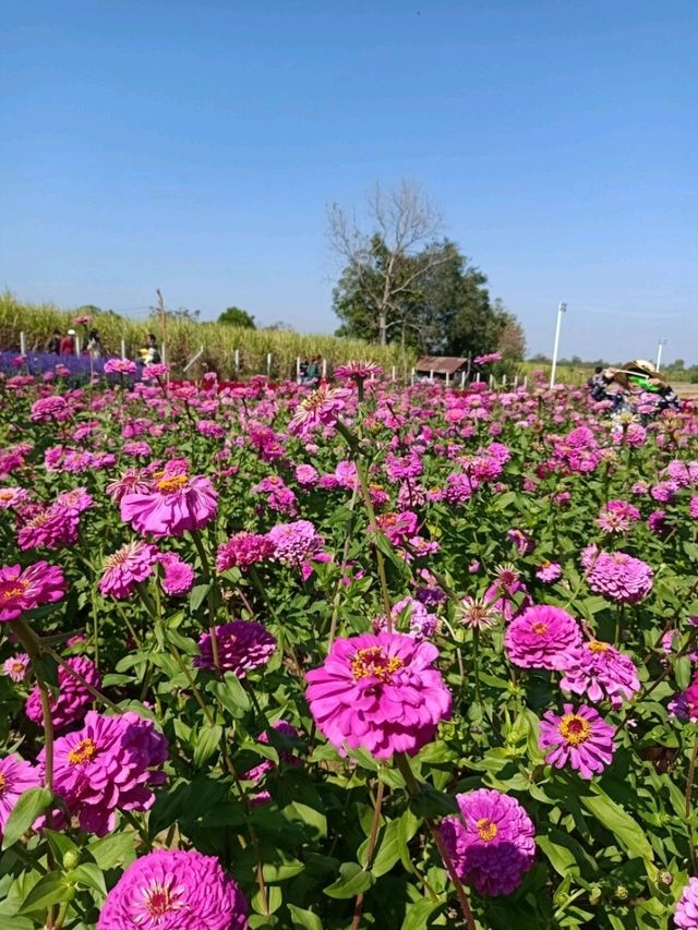 ชมทุ่งดอกไม้สวยที่ปลายนาฟลาวเวอร์