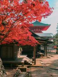 【和歌山】まもなく紅葉が見頃🍁秋の高野山