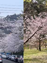 벚꽃축제가 정말 유명한 이 곳🌸