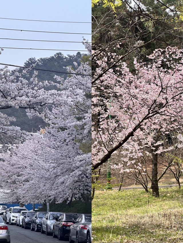 벚꽃축제가 정말 유명한 이 곳🌸