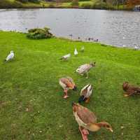 Leeds Castle 利茲城堡