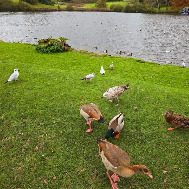 Leeds Castle 利茲城堡