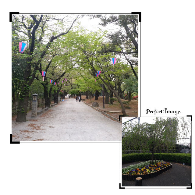 滿屏櫻花的視覺體驗🌸amazing