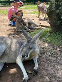 동물들을 가깝게 만나볼 수 있는 호주 브리즈번의 Australia Zoo