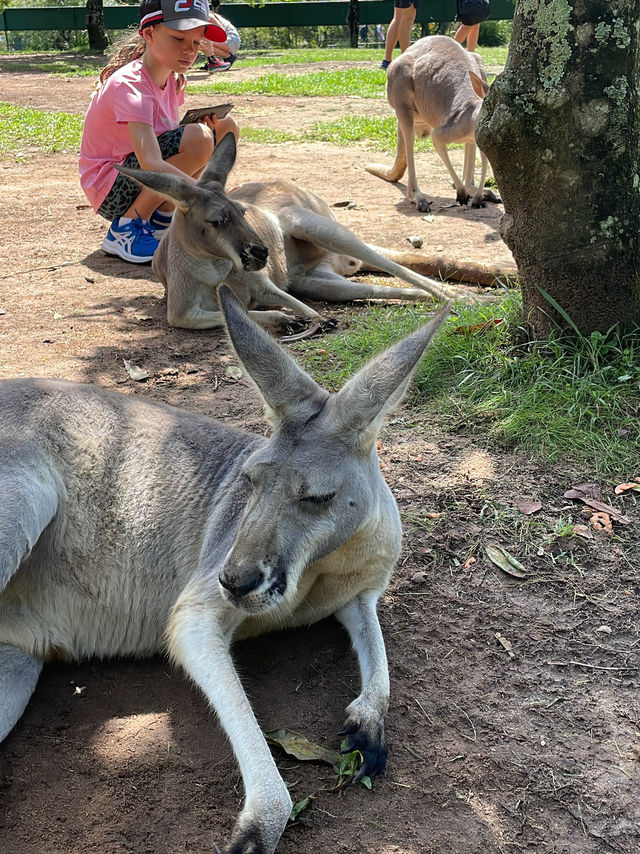 동물들을 가깝게 만나볼 수 있는 호주 브리즈번의 Australia Zoo