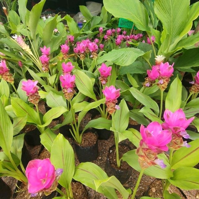ชัยภูมิ