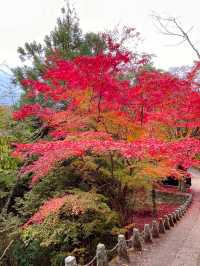 奈良観光🍁美しい秋の彩り吉野・高城山展望台🍁