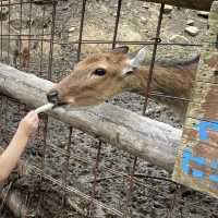 🇯🇵【香川県】しらとり動物園🐘へ行こう！🦁