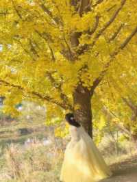 노랗게 물들어가는 중인 낭성면 은행나무길💛
