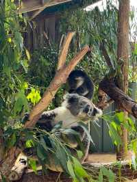 Phillip Island: Wildlife Wonders and Coastal Beauty