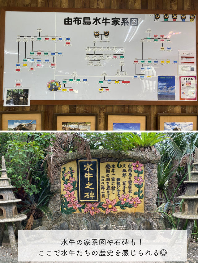 【由布島】西表島から水牛車に乗って行く！コンパクトな島を散策しよう