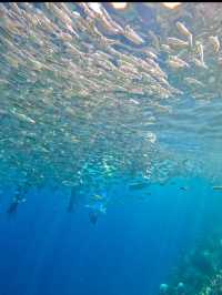 Bohol: A Tropical Paradise of Natural Wonders and Wildlife