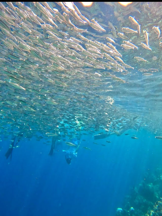 Bohol: A Tropical Paradise of Natural Wonders and Wildlife