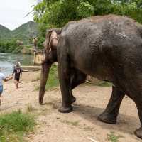 อาบน้ำน้องช้างที่ Elephants World 