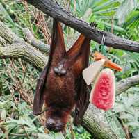 Singapore Zoo and River Wonders - Perfect plan for weekend Getaways