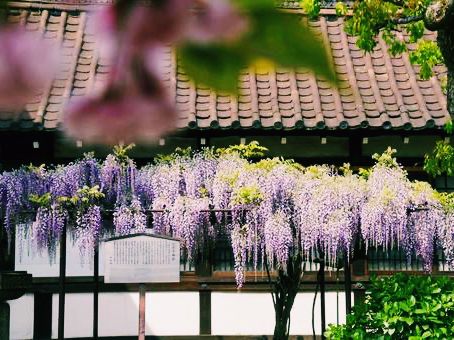 京都🇯🇵六孫王神社