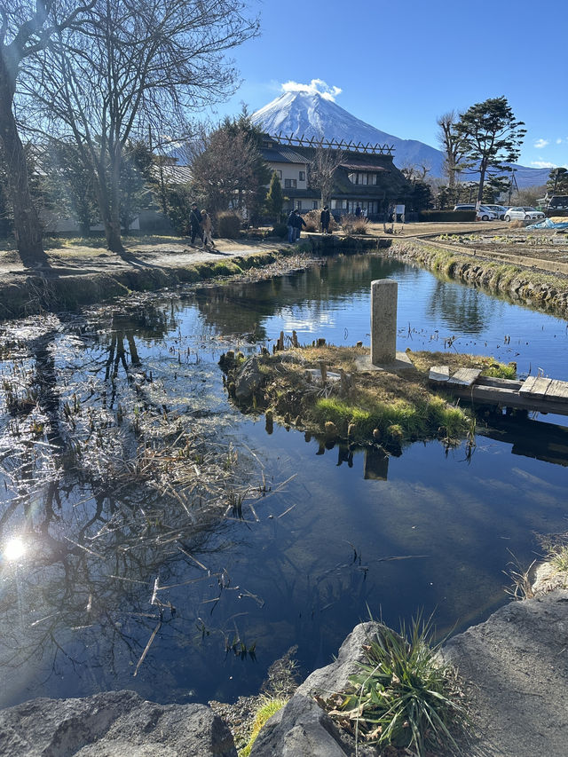 🇯🇵忍野八海｜遊富士山融雪湧泉🏔️