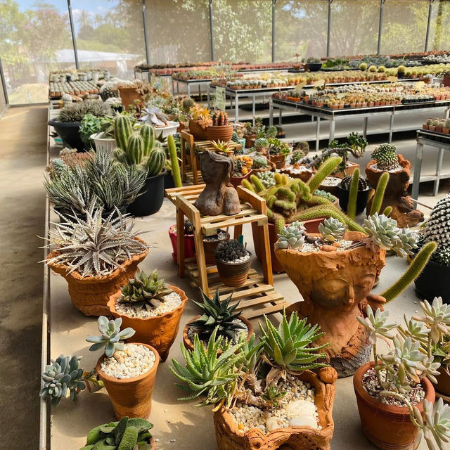 Baandin Coffee & Cactus