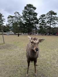 🇯🇵春日獨遊奈良賞櫻🌸
