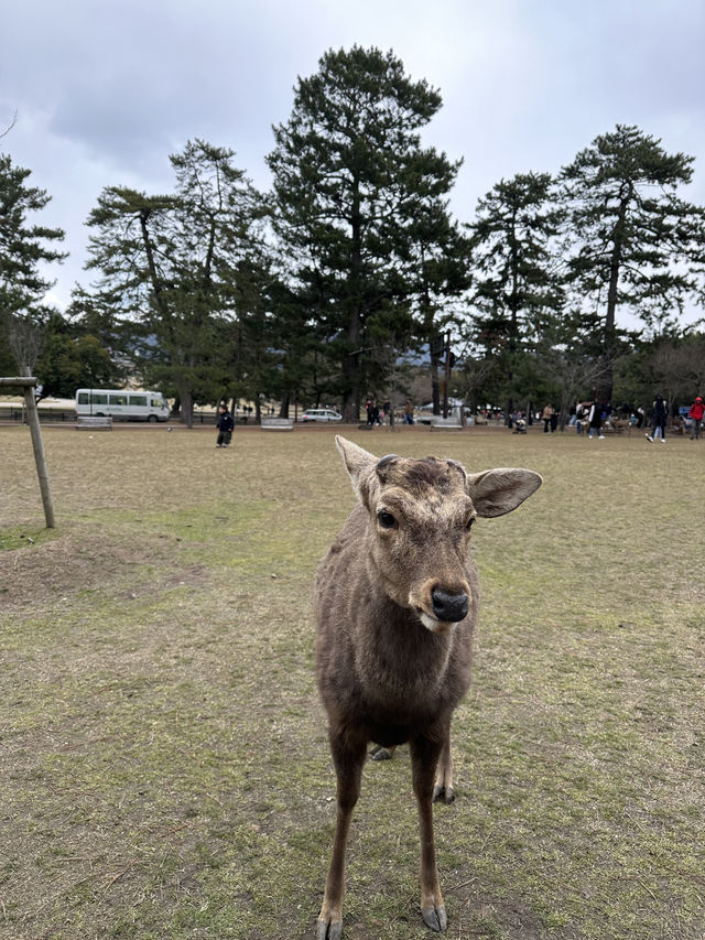 🇯🇵春日獨遊奈良賞櫻🌸