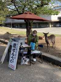 Nara Park: A Magical Meeting with Japan’s Sacred Deer