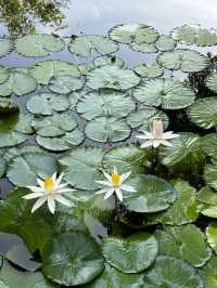Taman Jepun Ipoh: A Tranquil Japanese Garden Escape
