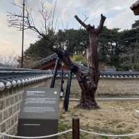 📸설 연휴에 오죽헌 방문은 어떨까요⁉️