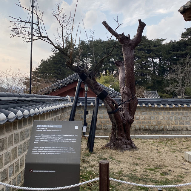 📸설 연휴에 오죽헌 방문은 어떨까요⁉️