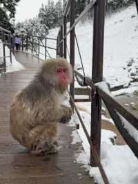 A Magical Encounter at Snow Monkey Park, Japan