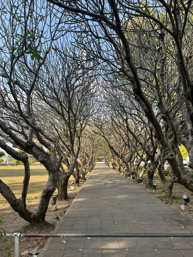 🌼พิพิธภัณฑ์ ซุ้มต้นลีลาวดีที่น่าน🏛️🍃