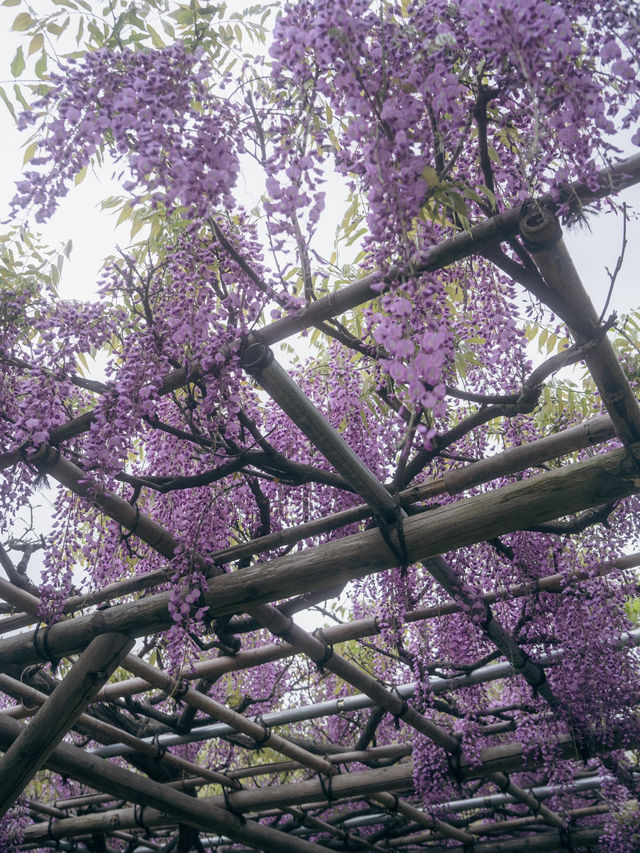 亀戸天神社🌸藤まつりで感じる春の絶景