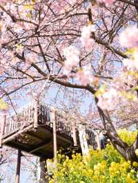 春を先取り🌸まつだ桜まつりで絶景のお花見 