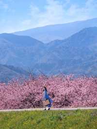 【静岡】富士山と河津桜を望めるスポット！