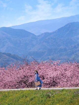 【시즈오카】 후지산과 가와즈 벚꽃을 볼 수 있는 명소!
