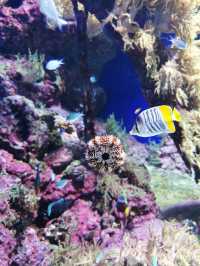 🇸🇬 Dive Into Wonder: Exploring the Magic of Jellyfish and Marine Life at Singapore Sea Aquarium