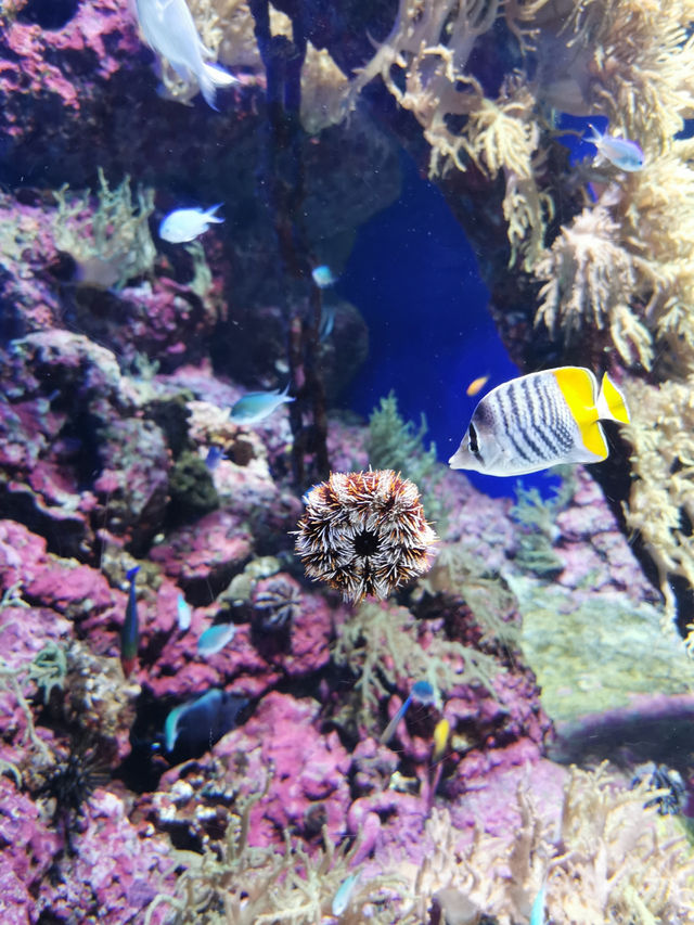 🇸🇬 Dive Into Wonder: Exploring the Magic of Jellyfish and Marine Life at Singapore Sea Aquarium